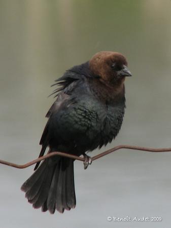 Photo (5): Brown-headed Cowbird