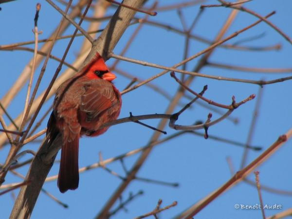 Photo (15): Northern Cardinal
