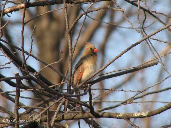 Photo (11): Northern Cardinal