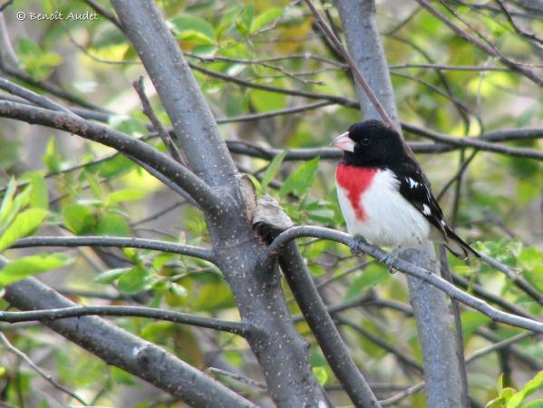 Photo (13): Rose-breasted Grosbeak