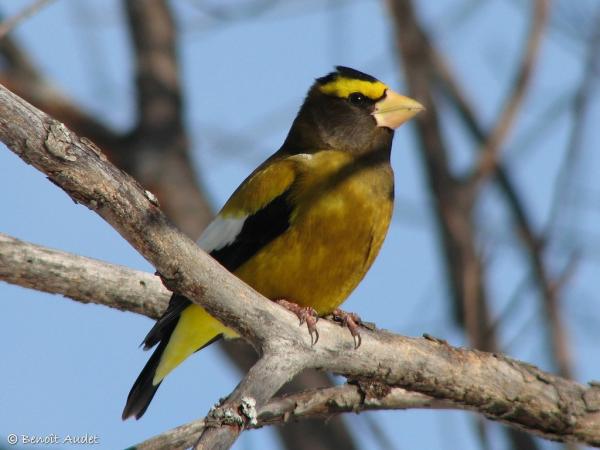 Photo (4): Evening Grosbeak