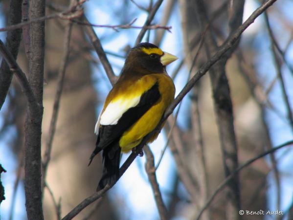 Photo (5): Evening Grosbeak