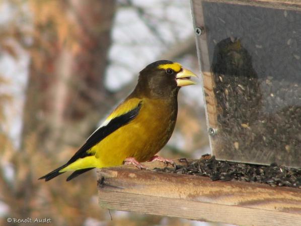 Photo (6): Evening Grosbeak