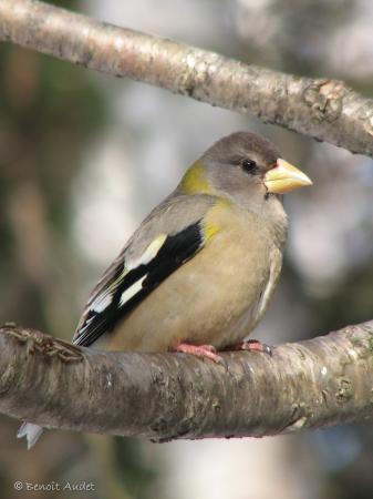 Photo (2): Evening Grosbeak