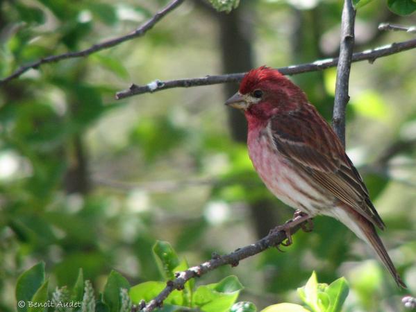 Photo (5): Purple Finch