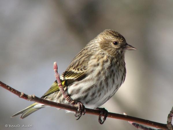 Photo (1): Pine Siskin