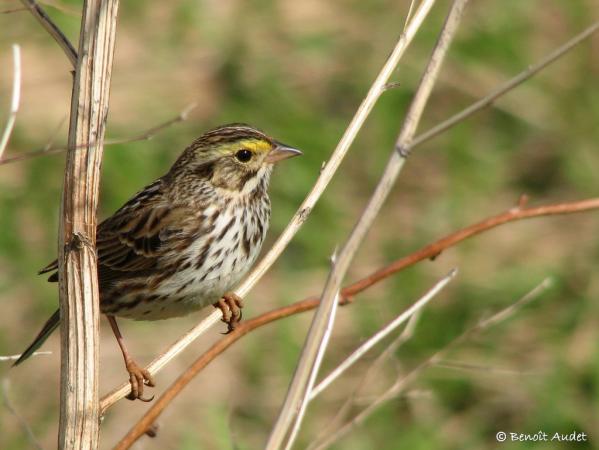 Photo (1): Savannah Sparrow