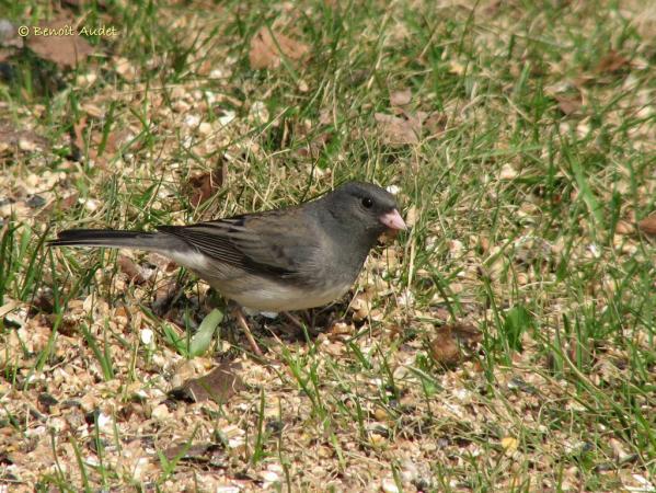 Photo (5): Dark-eyed Junco