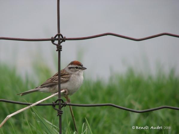 Photo (11): Chipping Sparrow