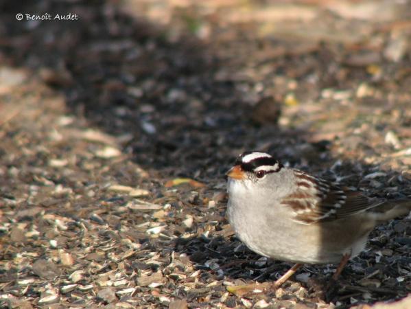 Photo (15): White-crowned Sparrow