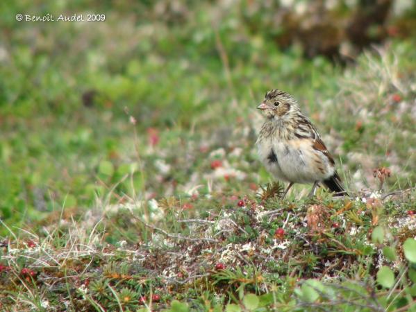 Photo (6): Lapland Longspur