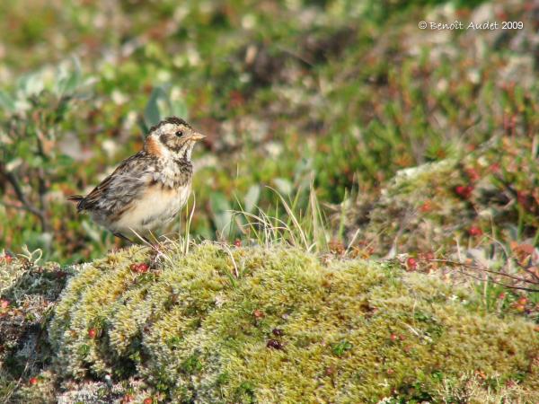 Photo (2): Lapland Longspur