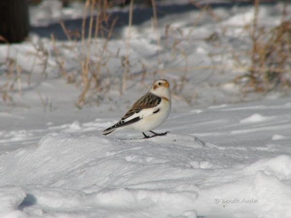 Image (9): Plectrophane des neiges