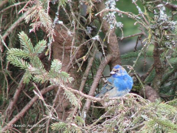 Photo (18): Indigo Bunting