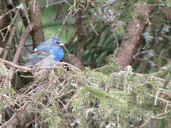 Photo (19): Indigo Bunting