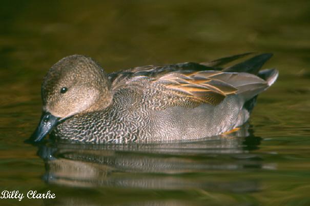 Photo (14): Gadwall