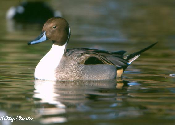 Photo (15): Northern Pintail