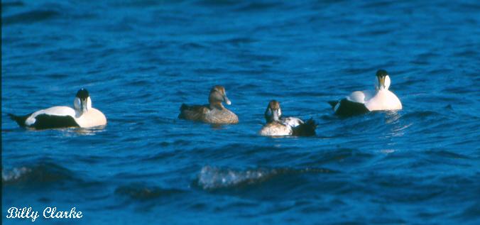 Photo (4): Common Eider
