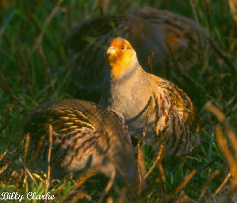 Photo (6): Gray Partridge