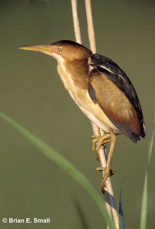 Photo (3): Least Bittern