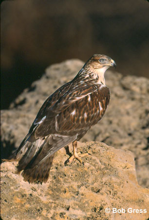 Photo (8): Ferruginous Hawk