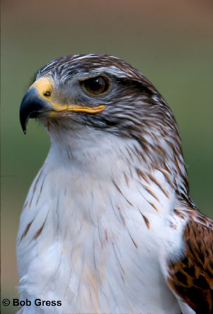 Photo (11): Ferruginous Hawk