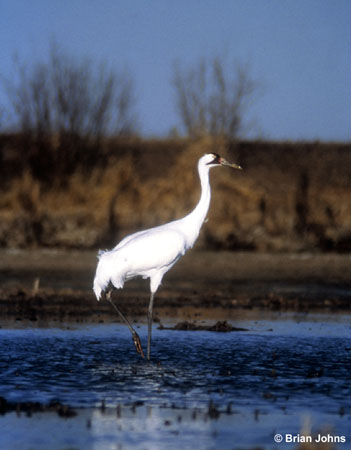 Photo (3): Whooping Crane