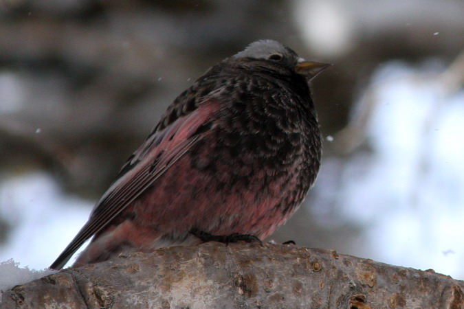 Photo (3): Black Rosy-Finch