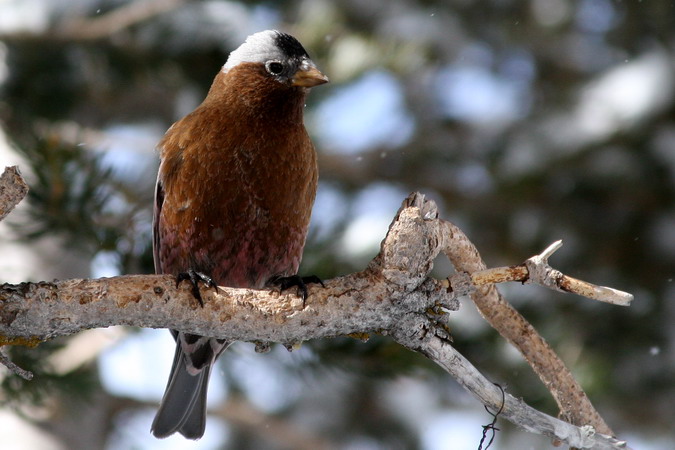Photo (1): Black Rosy-Finch