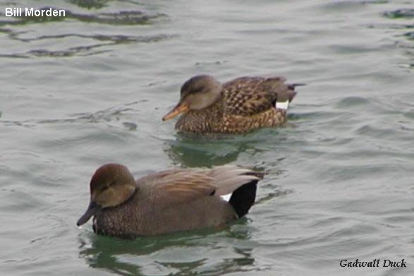Photo (15): Gadwall