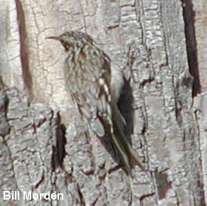 Photo (19): Brown Creeper