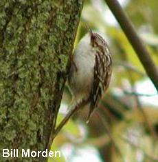 Photo (20): Brown Creeper