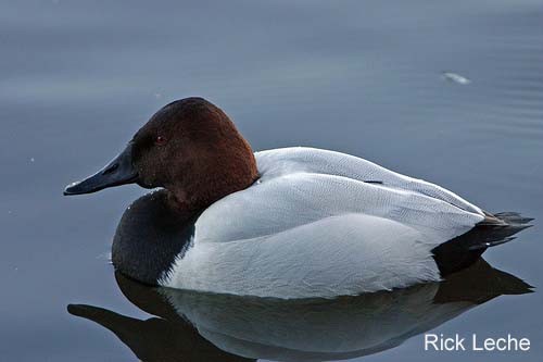 Photo (16): Canvasback