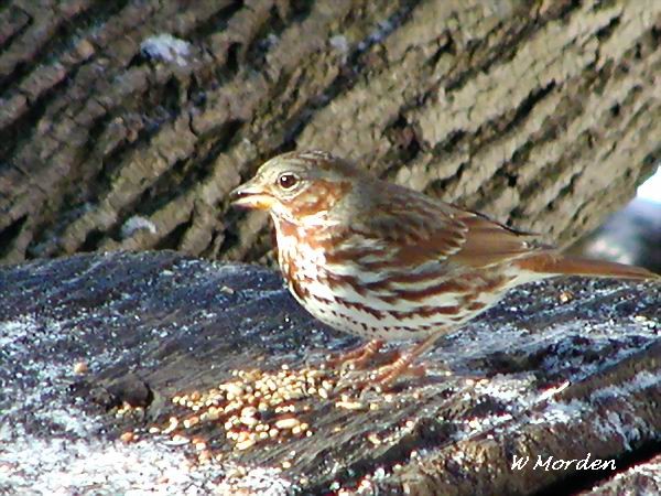 Photo (12): Fox Sparrow