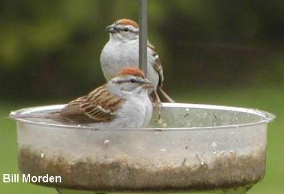 Photo (14): Chipping Sparrow
