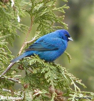 Photo (3): Indigo Bunting