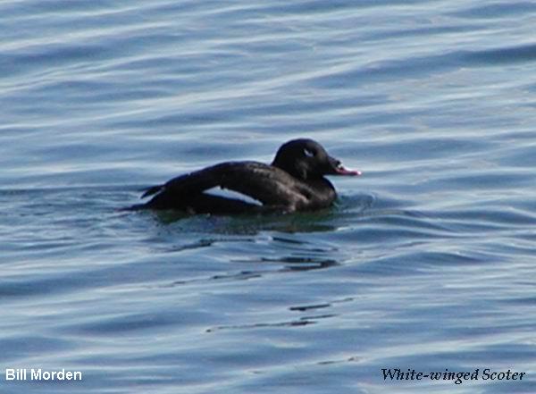 Photo (4): White-winged Scoter