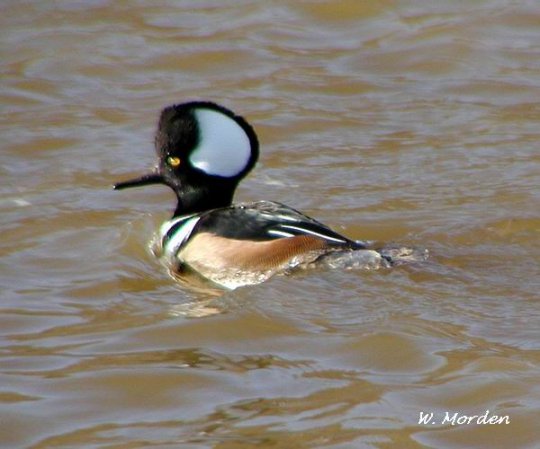 Photo (7): Hooded Merganser