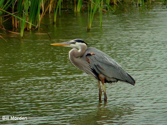 Photo (1): Great Blue Heron