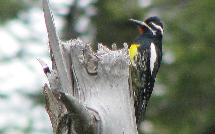 Photo (1): Williamson's Sapsucker