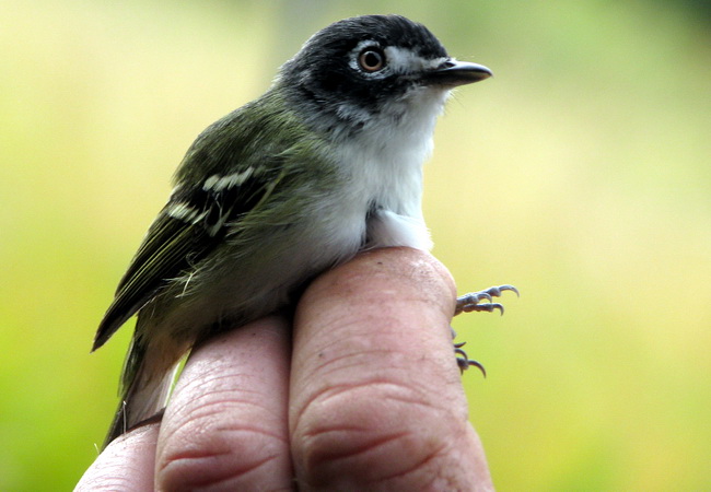 Photo (1): Black-capped Vireo