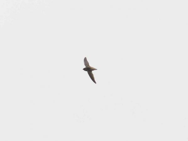 Photo (2): Vaux's Swift