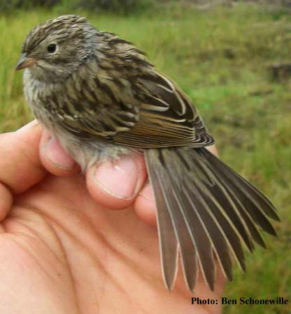 Photo (10): Brewer's Sparrow