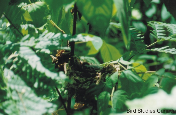 Photo (24): Hooded Warbler