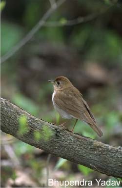 Photo (4): Veery