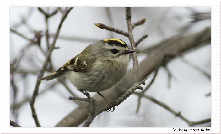 Photo (7): Golden-crowned Kinglet