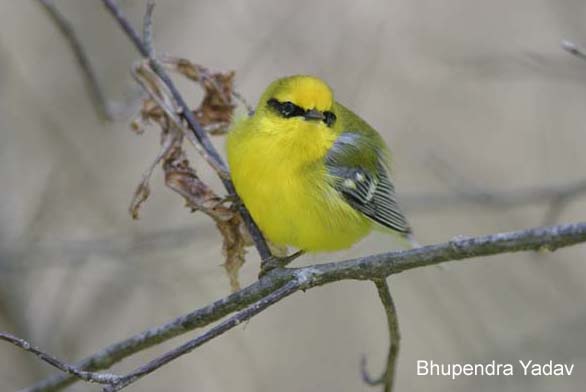 Photo (3): Blue-winged Warbler