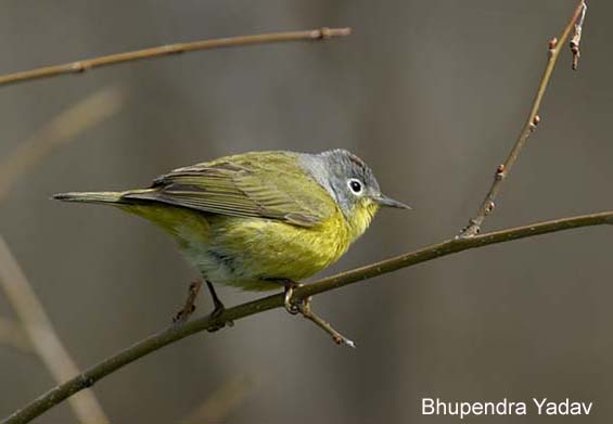 Photo (13): Nashville Warbler