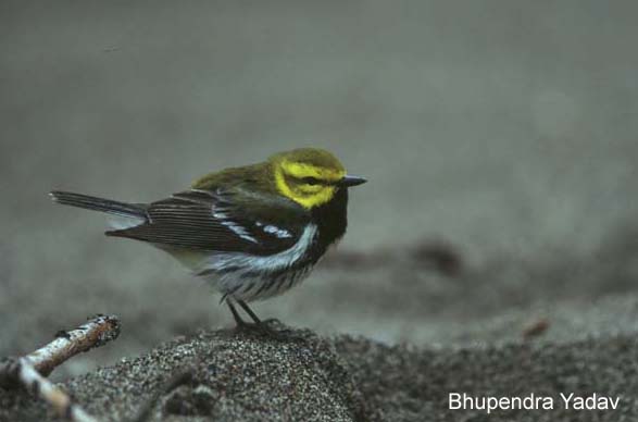 Photo (10): Black-throated Green Warbler