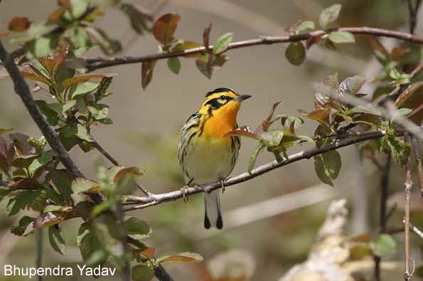 Photo (8): Blackburnian Warbler
